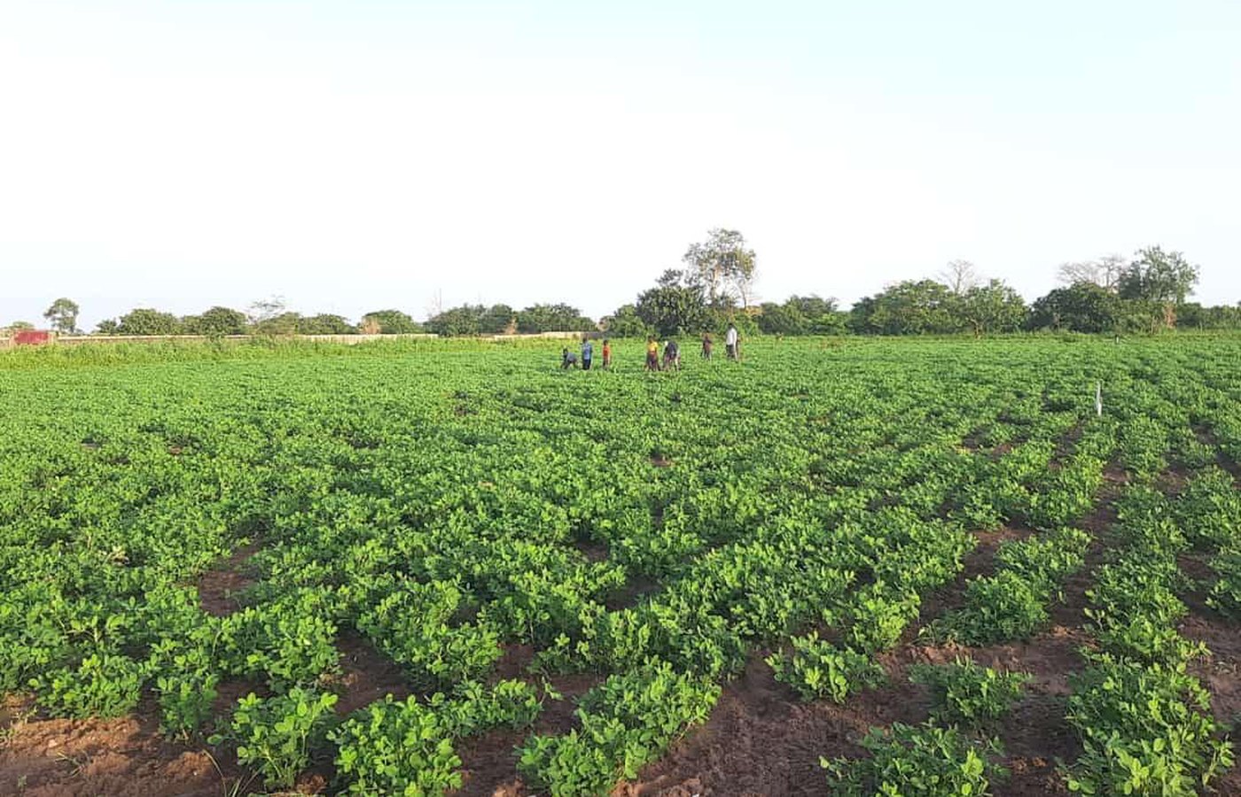 A field of groundnuts under trial in The Gambia, with people working along the rows.
